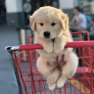 Meet your Posher, Jingru